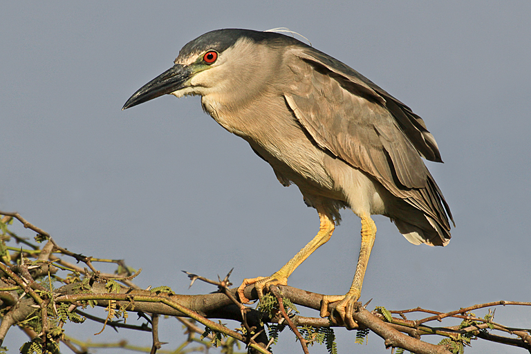 Black Crowned Night Heron on Maui 2013 6577 (Rev)   P O'Malley